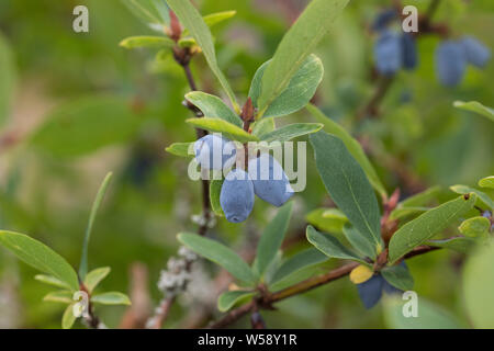 Blaue Heckenkirsche, Blaue Doppelbeere Lonicera caerulea, bleu, le Honeysuckl honeyberry,,, l'haskap berry, deepblue honeysu Banque D'Images