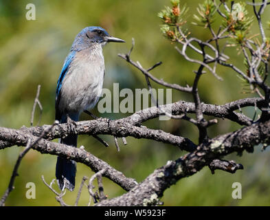 Gros plan d'une poitrine gris Jay perché sur une branche d'arbre de pin pignon. Banque D'Images