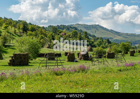 Meules traditionnelles dans la vallée de l'Iza, Maramures, Roumanie Banque D'Images