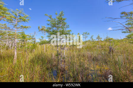 Un matin tôt lune surplombe la forêt de cyprès nain dans le parc national des Everglades. Banque D'Images