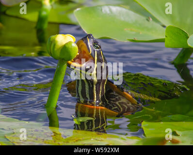 Une tortue de floride Cooter collations sur certains végétation près de l'anhinga Trail dans le parc national des Everglades. Banque D'Images