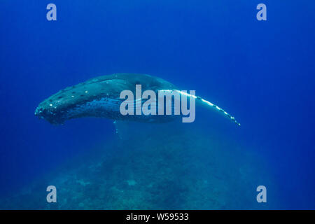 Rorqual à bosse, Megaptera novaeangliae, jeune homme se reposant sur un récif de Knoll, Ha'apai, Royaume des Tonga, Pacifique Sud Banque D'Images