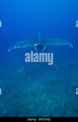 Rorqual à bosse, Megaptera novaeangliae, homme, chantant dans une position tête en bas sur un récif de corail, Ha'apai, Royaume des Tonga, Pacifique Sud Banque D'Images