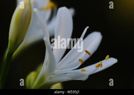 Macro d'Afrique blanche sur un fond sombre lily Banque D'Images