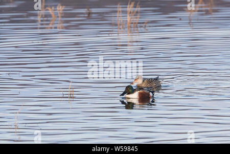 Le Canard souchet Drake en Alaska Banque D'Images