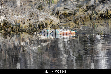 Le Canard souchet Drake en Alaska Banque D'Images