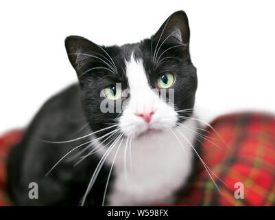 Un noir et blanc shorthair domestique Tuxedo cat regardant la caméra Banque D'Images