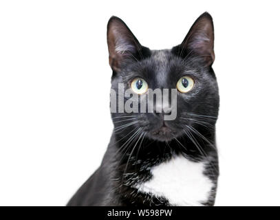 Un smoking noir et blanc shorthair domestique avec des yeux de chat jaune Banque D'Images