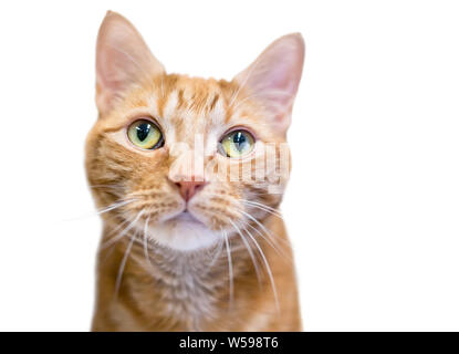 Close up d'une orange tabby shorthair domestique chat aux yeux verts Banque D'Images