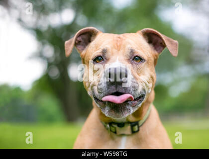 Un pit-bull terrier dog avec une drôle d'expression, s'en tenir sa langue Banque D'Images