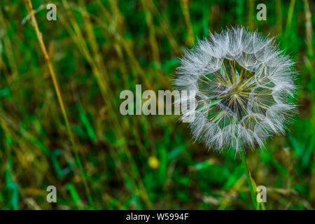 Le pissenlit (Taraxacum officinale) Banque D'Images