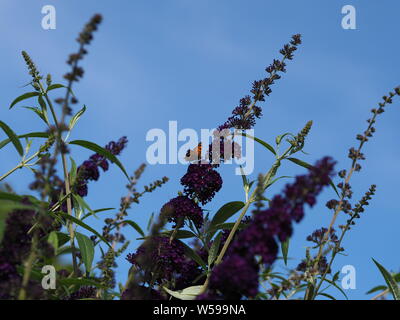 Buddleja davidii ; ; ; Schmetterlingsflieder Flieder papillon lilas pourpre Banque D'Images