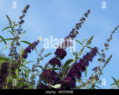 Buddleja davidii ; ; ; Schmetterlingsflieder Flieder papillon lilas pourpre Banque D'Images