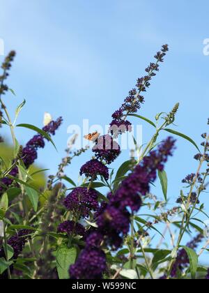 Buddleja davidii ; ; ; Schmetterlingsflieder Flieder papillon lilas pourpre Banque D'Images