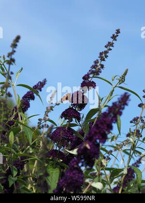 Buddleja davidii ; ; ; Schmetterlingsflieder Flieder papillon lilas pourpre Banque D'Images