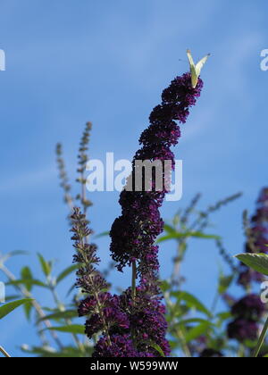 Buddleja davidii ; ; ; Schmetterlingsflieder Flieder papillon lilas pourpre Banque D'Images