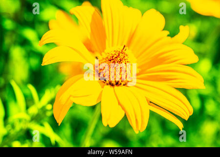 Belle Tiger Lily ou orange gerbera foisonnent dans jardin, couleurs exagérées, intentionnelle, parasitée par des filtres de couleur, objet abstrait Banque D'Images