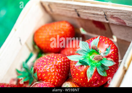 Fraises Juteuses frais dans le panier. Panier en osier plein de fraises fraîchement cueillies. saison pour manger des fraises Banque D'Images