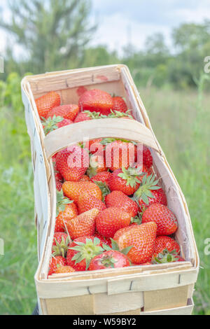 Fraises Juteuses frais dans le panier. Panier en osier plein de fraises fraîchement cueillies. saison pour manger des fraises Banque D'Images