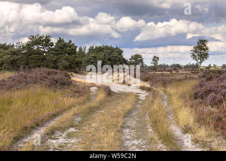 Paysage de lande Kalmthoutse Heide nature reserve, en Belgique sur un jour nuageux ensoleillé Banque D'Images