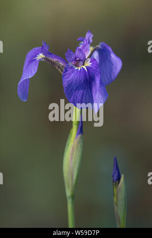 Fleur d'iris sauvage en Alaska Banque D'Images