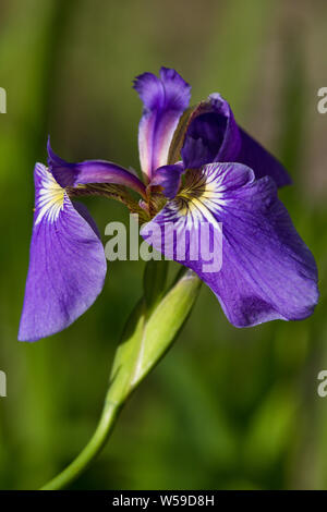 Fleur d'iris sauvage en Alaska Banque D'Images