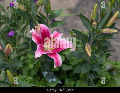 Le lys oriental Stargazer est cultivé en Alaska Banque D'Images