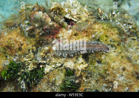 Tordeuse des canneberges barbu (Hermodice carunculata) ramper à travers un rock, Little Bay, Anguilla, BWI. Banque D'Images