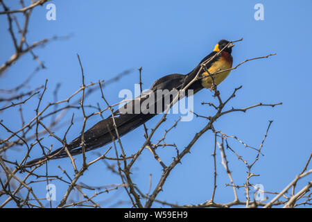 Paradis à longue queue (Wydah Vidua paradisaea) oiseau perché sur une branche dans l'arbre du parc national Kruger en Afrique du Sud Banque D'Images