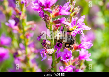 Bumblebee la collecte du pollen de fleurs de couleur fuchsia. Banque D'Images