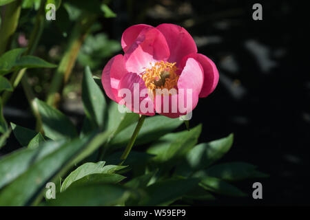 Gros plan de fleurs de pivoine en Alaska Banque D'Images