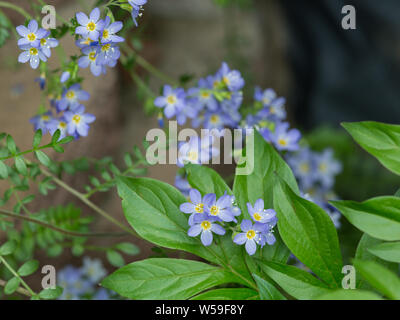 Jacob's Ladder Garden fleurs sauvages en Alaska Banque D'Images