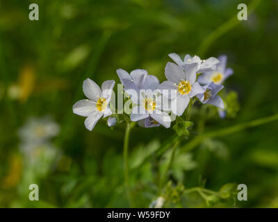 Jacob's Ladder Garden fleurs sauvages en Alaska Banque D'Images