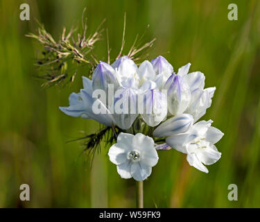 Triteleia grandiflora Wildflower Cluster trouvé en Oregon Banque D'Images