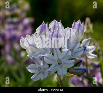Triteleia grandiflora Wildflower Cluster trouvé en Oregon Banque D'Images