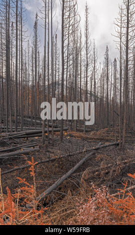 Les chicots d'incendie de forêt dans le Parc National de Kootenay, Colombie-Britannique, Canada Banque D'Images