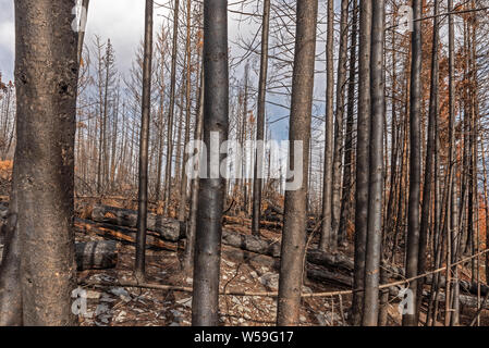 Les chicots d'incendie de forêt dans le Parc National de Kootenay, Colombie-Britannique, Canada Banque D'Images