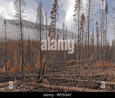 Les chicots d'incendie de forêt dans le Parc National de Kootenay, Colombie-Britannique, Canada Banque D'Images