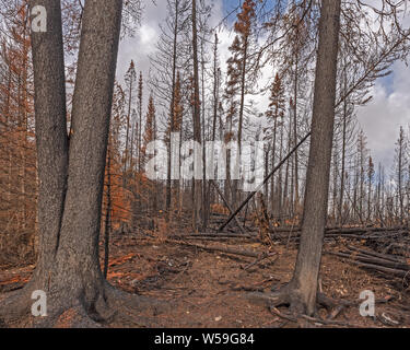 Les chicots d'incendie de forêt dans le Parc National de Kootenay, Colombie-Britannique, Canada Banque D'Images