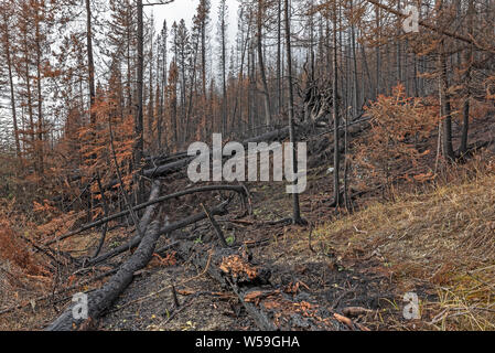 Les chicots d'incendie de forêt dans le Parc National de Kootenay, Colombie-Britannique, Canada Banque D'Images