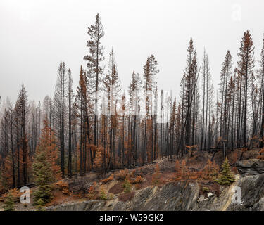 Les chicots d'incendie de forêt dans le Parc National de Kootenay, Colombie-Britannique, Canada Banque D'Images