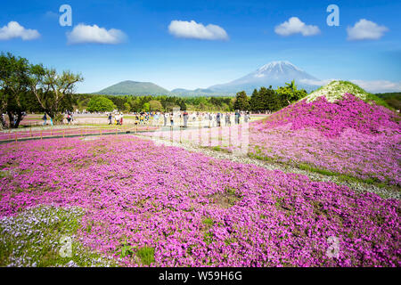 KAWAGUCHIKO, Japon-Mai 12, 2016 : les touristes se rassembler devant de belles couleurs divers moss phlox ou shiba-sakura dans champs festival shibazakura, Fuji Banque D'Images