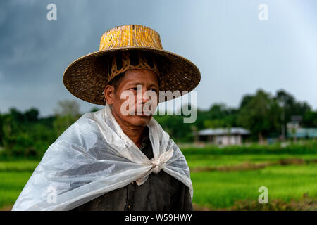 Le repiquage du riz de fortune avec des vêtements de pluie sur la région de Nakhon Nayok, Thaïlande Banque D'Images