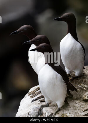 Guillemot de Troïl Uria aalge,,une mer nichant sur les falaises de l'Île Saint-Paul dans les îles Pribilof Banque D'Images