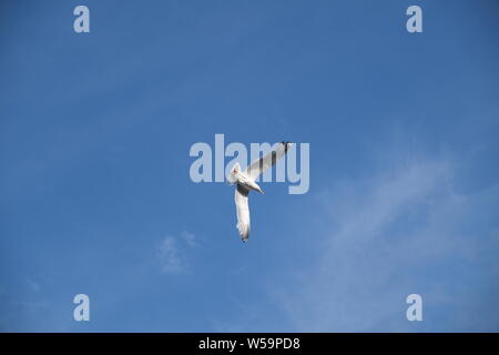 Belle mouette plongée dans le ciel bleu. Banque D'Images