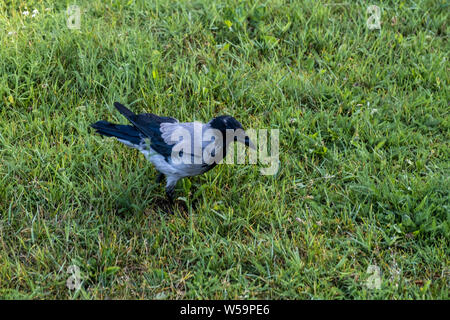 Crow sur l'herbe verte en été. Banque D'Images