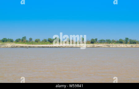 Des moutons paissant dans les champs de blé vert sur la banque du fleuve Indus Punjab,le Pakistan,touchés par l'érosion des berges de la rivière Banque D'Images