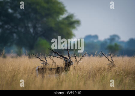 Blackbuck et faon affection dans belle pelouse à l'extérieur avec un arrière-plan panoramique et skyline de tal chappar sanctuaire, Rajasthan, Inde Banque D'Images