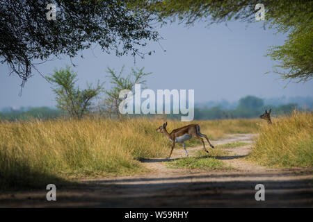 Blackbuck et faon affection dans belle pelouse à l'extérieur avec un arrière-plan panoramique et skyline de tal chappar sanctuaire, Rajasthan, Inde Banque D'Images