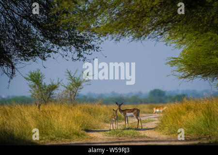 Blackbuck et faon affection dans belle pelouse à l'extérieur avec un arrière-plan panoramique et skyline de tal chappar sanctuaire, Rajasthan, Inde Banque D'Images